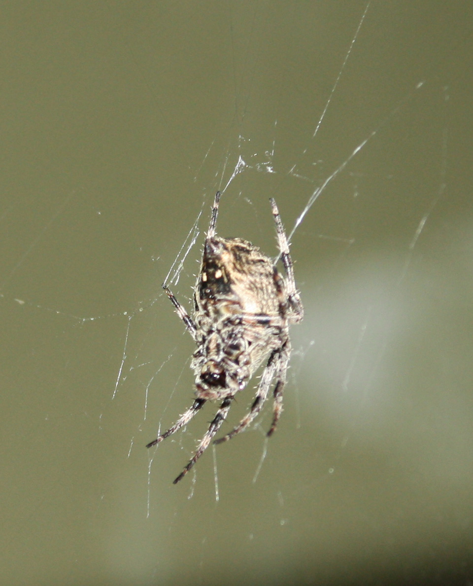 Araneus angulatus - Lonato del Garda (BS)